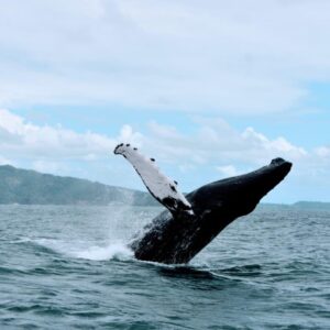 Whale Watching + Cayo Levantado + El Limón Waterfall